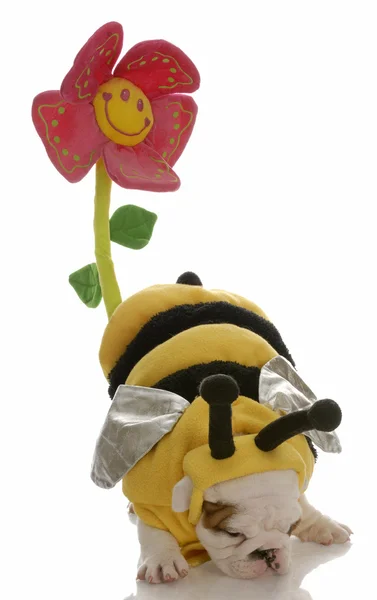 Dog dressed as a bee with behind up to pollinate a flower — Stock Photo, Image