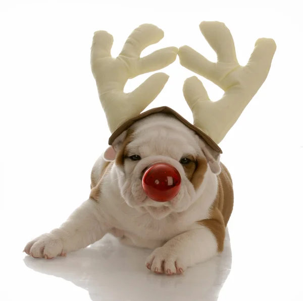 Bouledogue anglais avec nez rouge habillé en rudolphe — Photo