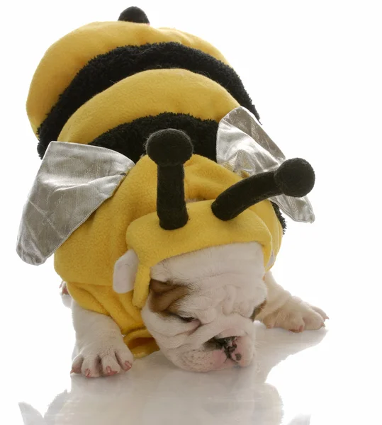 Bir arı gibi giyinmiş İngilizce bulldog yavrusu — Stok fotoğraf