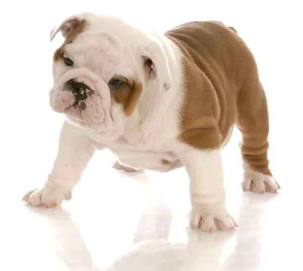 Sete semanas de idade vermelho e branco Inglês bulldog cachorro de pé — Fotografia de Stock