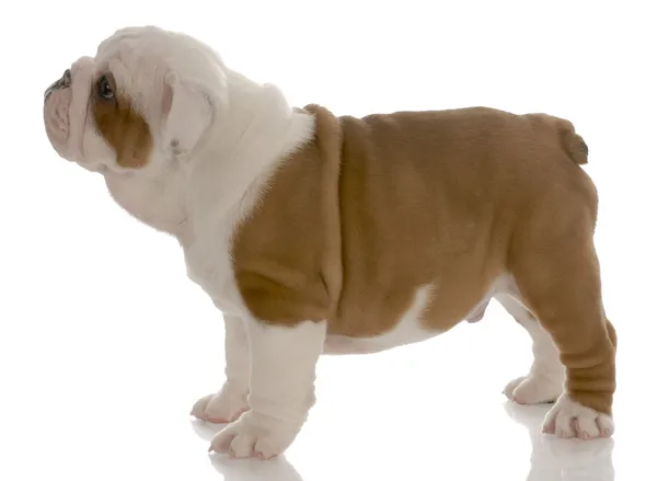 Sju veckor gammal röda och vita engelska bulldog valp — Stockfoto