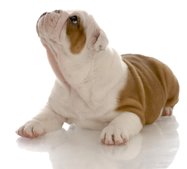 Seven week old red and white english bulldog puppy — стоковое фото