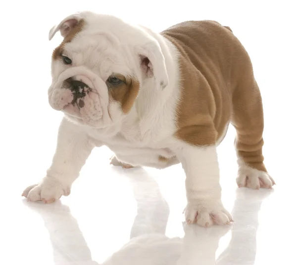 Siete semanas viejo rojo y blanco inglés bulldog cachorro — Foto de Stock