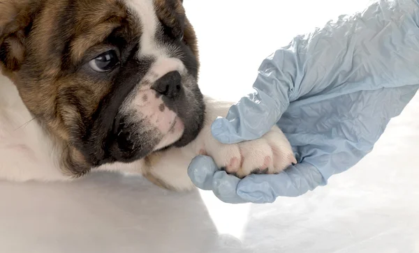 Inglés bulldog cachorro con pata siendo sostenido por guante mano —  Fotos de Stock