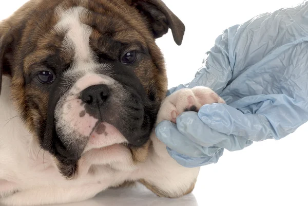 Siete semanas de edad bulldog inglés cachorro va para el veterinario chequeo —  Fotos de Stock