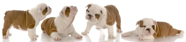 Seven week old red and white english bulldog puppy collection — стоковое фото