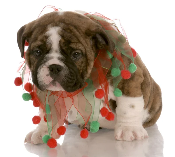 Rosso mandrino cucciolo indossare sciarpa di Natale — Foto Stock