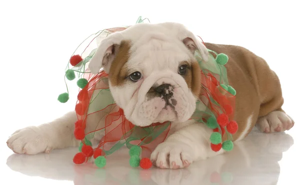 Sette settimana vecchio inglese bulldog cucciolo indossare natale sciarpa — Foto Stock