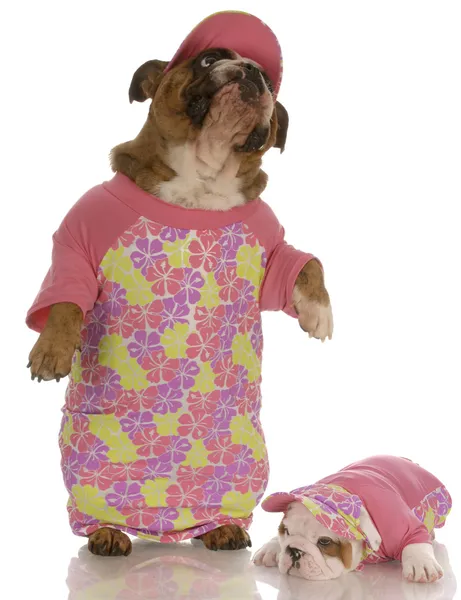 English bulldog mother and daughter wearing matching outfits — Stock Photo, Image