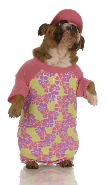 Bulldog anglais debout portant une chemise rose et un chapeau assorti — Photo