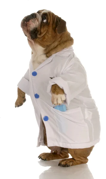 Inglês bulldog de pé vestindo médico branco ou casaco veterinário — Fotografia de Stock