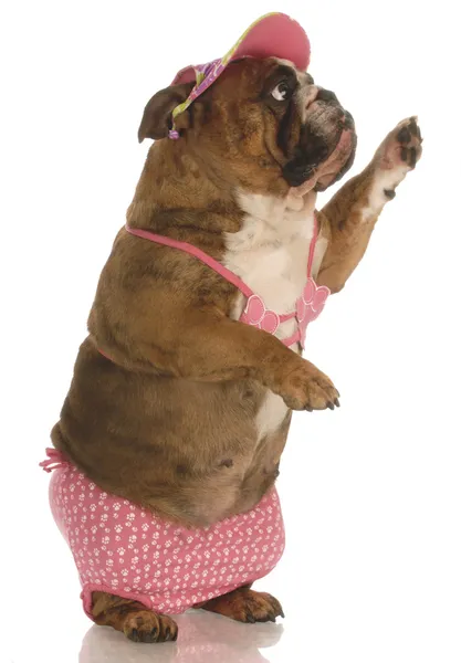 Bulldog inglés de pie con bikini rosa ondeando — Foto de Stock