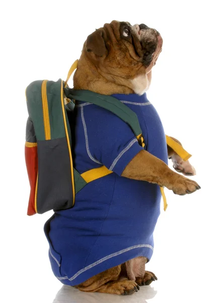 English bulldog wearing blue sweater with backpack — Stock Photo, Image