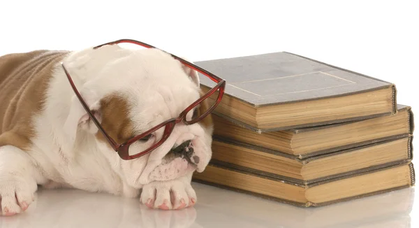 English bulldog puppy laying down beside a stack of books — Stock Photo, Image