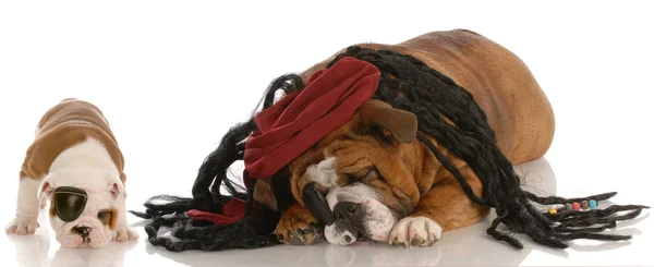 Englanti bulldog ja pentu pukeutunut merirosvot — kuvapankkivalokuva