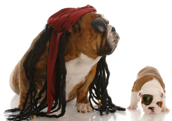Engels bulldog volwassene en puppy verkleed als piraten — Stockfoto