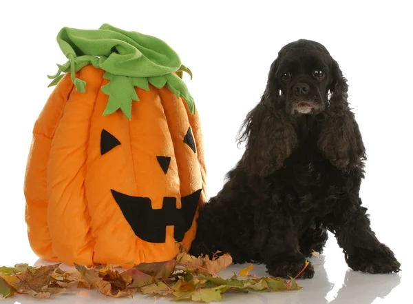 Americano cocker spaniel sentado al lado de calabaza — Foto de Stock