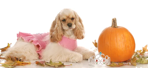 Cocker spaniel amerykański ubrany jak księżniczka r. obok halloween dynia — Zdjęcie stockowe