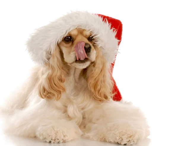 American cocker spaniel licking lips wearing red santa hat — Stock Photo, Image