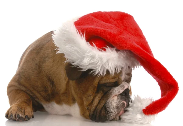 İngilizce bulldog giyen Noel Baba şapkası — Stok fotoğraf