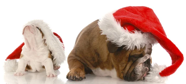 English bulldog wearing santa hat arguing with puppy — Stock Photo, Image