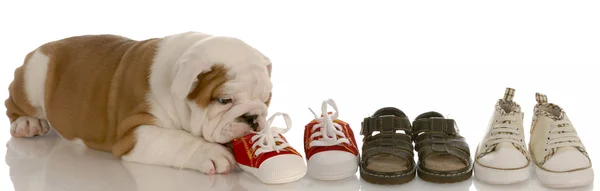 English bulldog puppy chewing line of shoes - seven weeks old — Stock Photo, Image