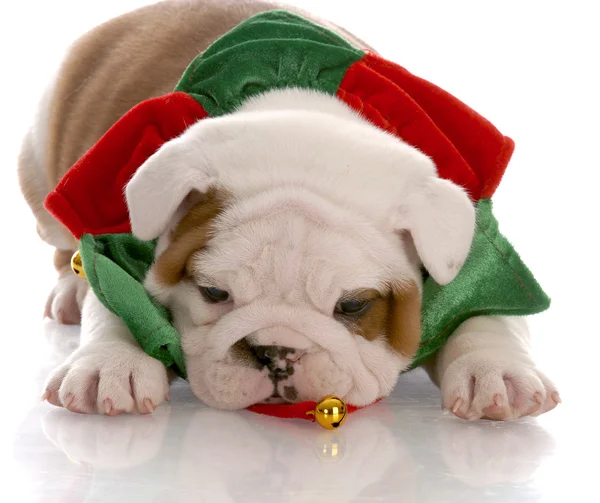 Seven week old english bulldog puppy wearing christmas scarf — Stock Photo, Image