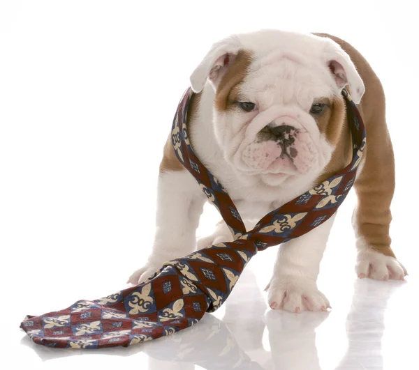 Seven week old male english bulldog wearing mans tie — Stock Photo, Image