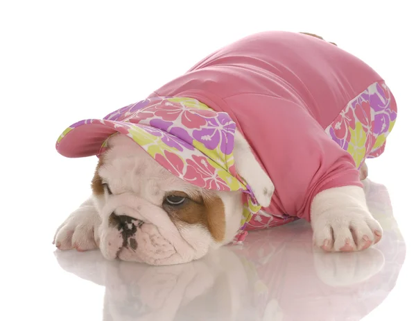 Chiot bulldog anglais de sept semaines portant une chemise et un chapeau assortis — Photo