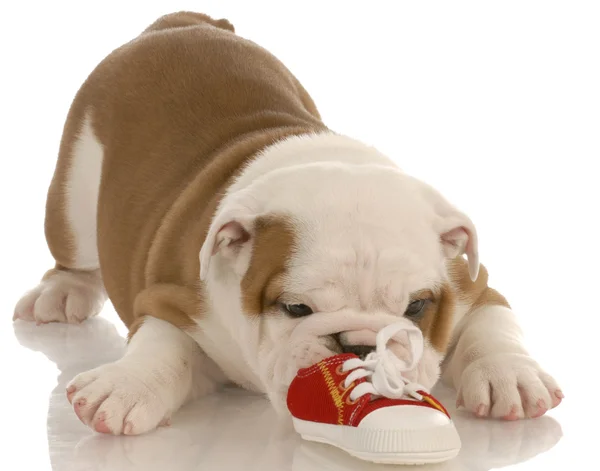 Sju vecka engelska bulldog valp tuggar på en liten sko — Stockfoto