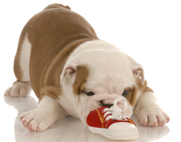 seven week english bulldog puppy chewing on a small shoe