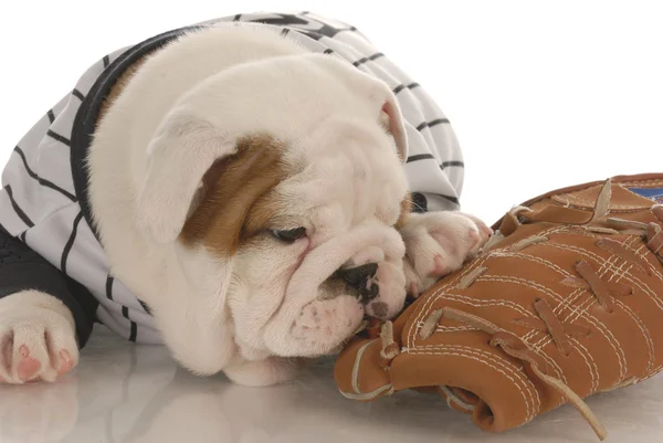 Engelska bulldog valp bär jearsey tugga på baseball handske — Stockfoto