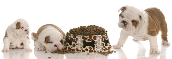 English bulldog three, five and seven weeks — Stock Photo, Image