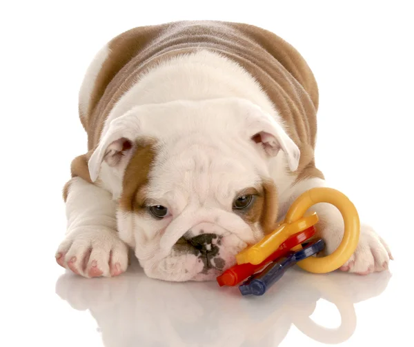 Acht week oud Engels bulldog pup, spelen met kleurrijke hond speelgoed — Stockfoto