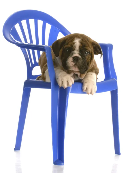 Engels bulldog pup zittend op een stoel blauwe kunststof childs — Stockfoto