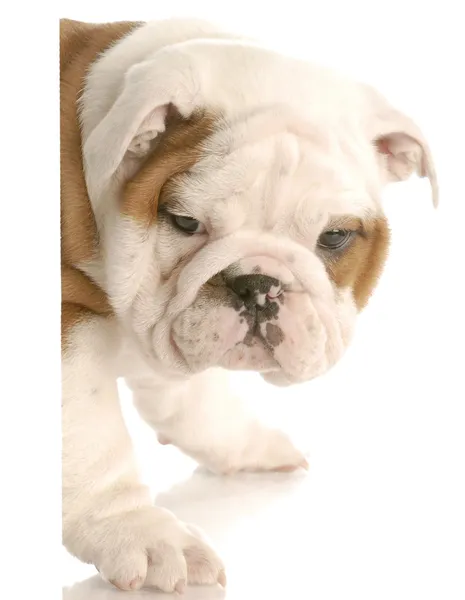 Sju veckor gammal engelska bulldog valp — Stockfoto