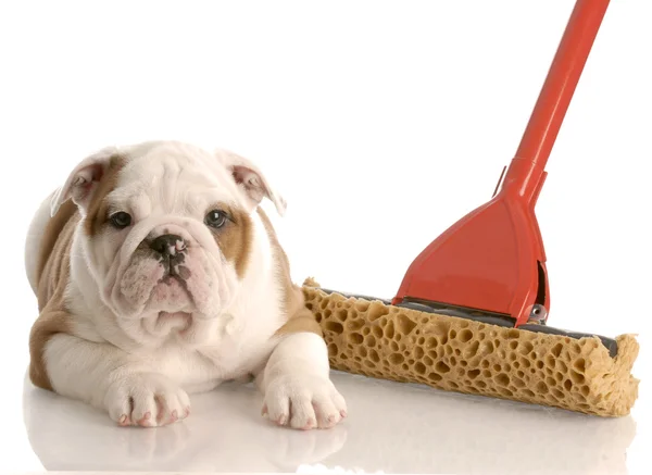 English bulldog puppy laying beside a sponge mop — Stock Photo, Image