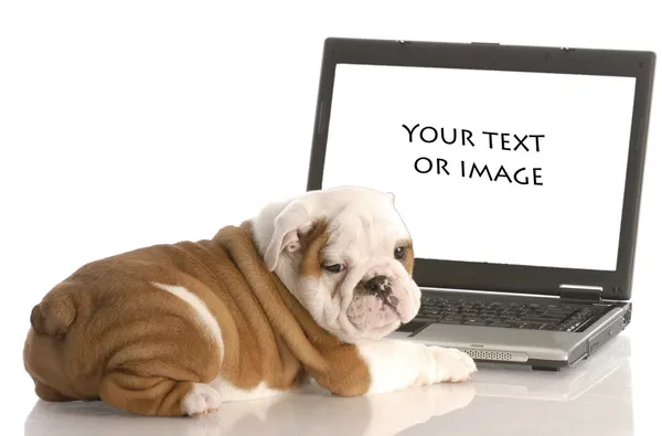 Engels bulldog pup werken op de computer — Stockfoto