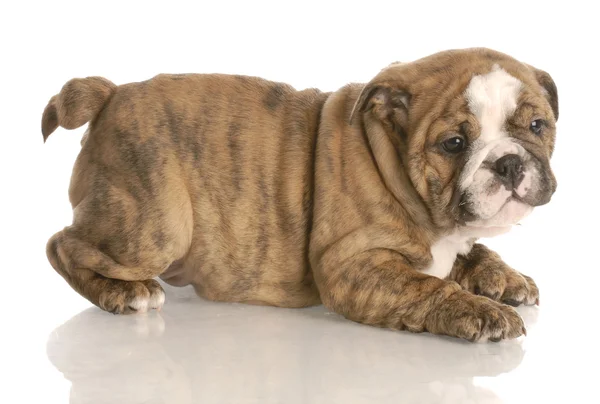 Eight week old red brindle english bulldog puppy playing — Stock Photo, Image