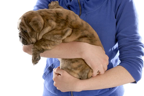 Pessoa segurando a cachorrinho bulldog Inglês — Fotografia de Stock