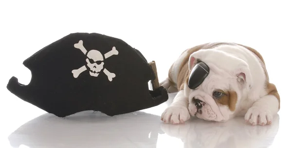 Bouledogue anglais chiot habillé comme un pirate — Photo