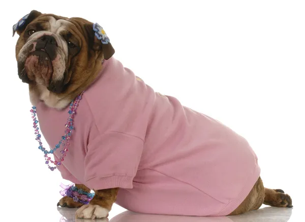Pembe giysiler ve takılar takan kadın İngilizce bulldog — Stok fotoğraf