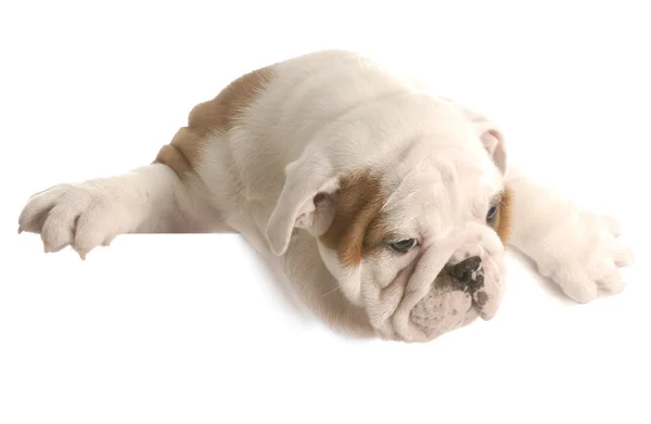 Eight week old english bulldog puppy — Stock Photo, Image