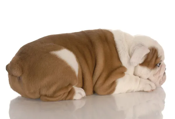 Eight week old english bulldog puppy pouting — Stock Photo, Image