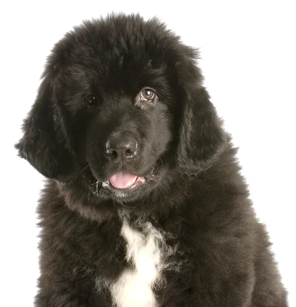 Doze semanas de idade cachorrinho newfoundland — Fotografia de Stock