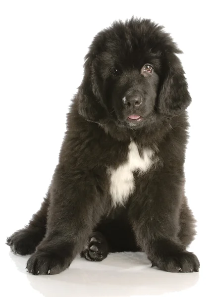 Newfoundland cachorro doze semanas de idade — Fotografia de Stock