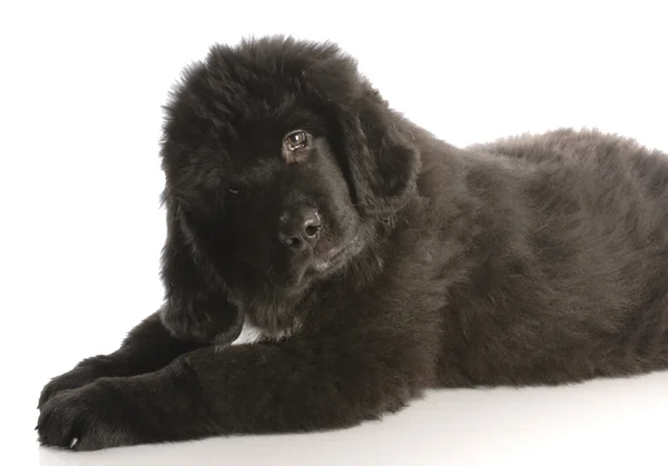 Newfoundland pup vaststelling op zoek naar de kant — Stockfoto