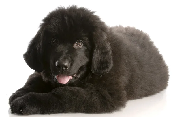 Cucciolo newfoundland che stabilisce — Foto Stock