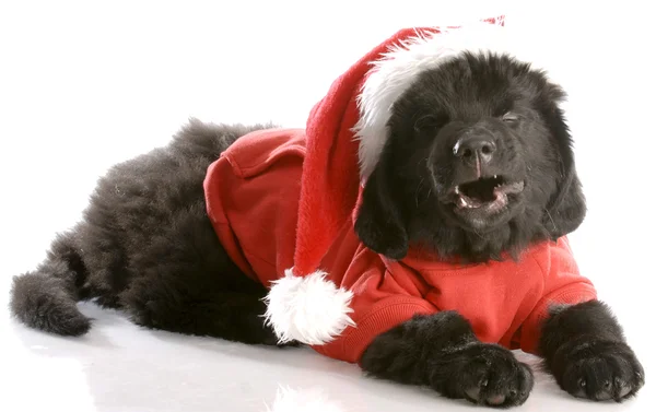 Laughing newfoundland puppy wearing santa coat and hat — Stock Photo, Image