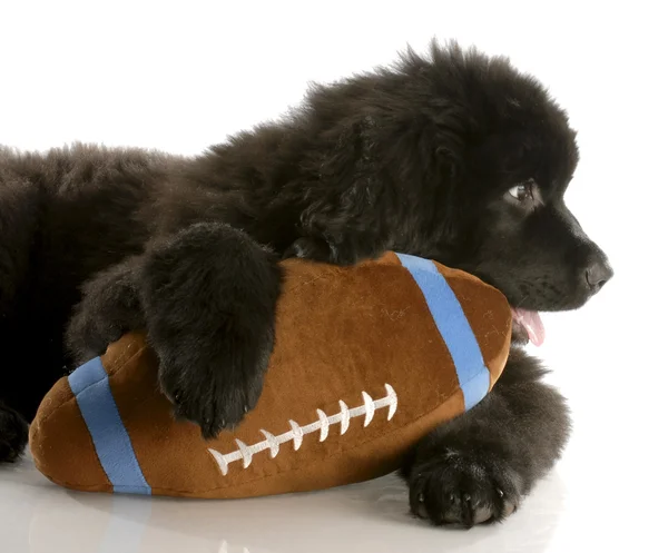 Twelve week old newfoundland puppy with stuffed football — Stock Photo, Image
